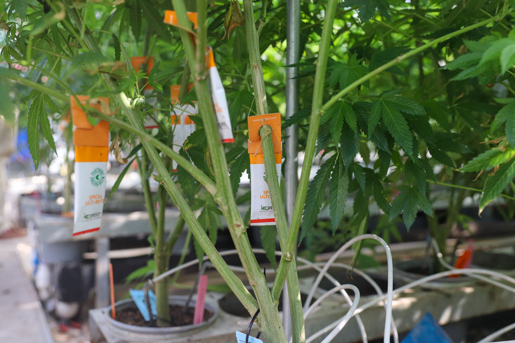 Cannabis plants